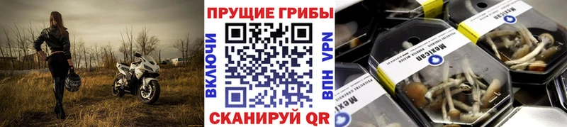 Псилоцибиновые грибы Cubensis  купить наркотики цена  Ирбит 